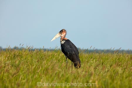Africa;African;Animal;animals;avian;bird;Bird-Sanctuary;bird-spotting;bird-watching;bird_watching;birds;Botswana;eco-tourism;eco_tourism;ecotourism;Fauna;Leptoptilos-crumeniferus;Marabou;Marabou-Stork;Marabou-Storks;Marabous;Nata;Nata-Bird-Sanctuary;national-park;national-parks;Natural;Nature;Ornithology;reserve;reserves;safari;safaris;Southern-Africa;Sowa-Pan;Stork;Storks;Sua-Pan;wild;wilderness;wildlife;wildlife-park;wildlife-parks;wildlife-reserve;wildlife-reserves