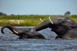 Africa;African;African-elephant;African-elephants;animal;animals;Botswana;Chobe-N.P.;Chobe-National-Park;Chobe-NP;Chobe-River;Chobe-River-Front;Chobe-River-Front-Region;Chobe-River-Region;Chobe-waterfront;copulate;copulating;copulation;coupling;elephant;elephants;intercourse;Kasane;Loxodonta-africana;mammal;mammals;mating;national-park;national-parks;natural;nature;pachyderm;pachyderms;pairing;reserve;reserves;river;rivers;safari;safaris;sex;Southern-Africa;trunk;trunks;tusk;tusks;water;wild;wilderness;wildlife;wildlife-park;wildlife-parks;wildlife-reserve;wildlife-reserves