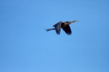 Africa;African-Darter;African-Darters;Anhinga-rufa;animal;animals;avian;bird;bird-spotting;bird-watching;bird_watching;birds;Botswana;Darter;Darters;delta;deltas;eco-tourism;eco_tourism;ecotourism;Endorheic-basin;Fauna;fly;flying;in-flight;Juvenile-African-Darter;Juvenile-Darter;Natural;Nature;Okavango;Okavango-Delta;Okavango-Swamp;Ornithology;reed;reeds;river-delta;Seven-Natural-Wonders-of-Africa;Snakebird;Snakebirds;Southern-Africa;wild;wildlife