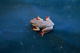 Africa;Amphibian;Amphibians;animal;animals;Botswana;Frog;Frogs;Hyperolius-marmoratus;Okavango-Delta;Painted-Reed-Frog;Painted-Reed-Frogs;Painted_Reed-Frog;Painted_Reed-Frogs;Southern-Africa;wildlife