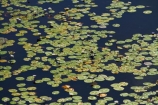 aerial;aerial-image;aerial-images;aerial-photo;aerial-photograph;aerial-photographs;aerial-photography;aerial-photos;aerial-view;aerial-views;aerials;Africa;aquatic-plant;aquatic-plants;Botswana;delta;deltas;Endorheic-basin;flood-plain;flood-plains;flood_plain;flood_plains;floodplain;floodplains;inland-delta;internal-drainage-systems;Nymphaeaceae;Okavango;Okavango-Delta;Okavango-Swamp;plain;plains;plant;plants;river-delta;Seven-Natural-Wonders-of-Africa;Southern-Africa;swamp;swampland;swamps;water-lilies;water-lily;water_lilies;water_lily;waterlilies;waterlily