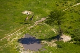 aerial;aerial-image;aerial-images;aerial-photo;aerial-photograph;aerial-photographs;aerial-photography;aerial-photos;aerial-view;aerial-views;aerials;Africa;Angolan-giraffe;animal;animals;Botswana;delta;deltas;Endorheic-basin;Giraffa-camelopardalis;Giraffa-camelopardalis-angolensis;giraffe;giraffes;inland-delta;internal-drainage-systems;mammal;mammals;Okavango;Okavango-Delta;Okavango-Swamp;river-delta;Seven-Natural-Wonders-of-Africa;Southern-Africa;wildlife