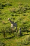 aerial;aerial-image;aerial-images;aerial-photo;aerial-photograph;aerial-photographs;aerial-photography;aerial-photos;aerial-view;aerial-views;aerials;Africa;Angolan-giraffe;animal;animals;Botswana;delta;deltas;Endorheic-basin;Giraffa-camelopardalis;Giraffa-camelopardalis-angolensis;giraffe;giraffes;inland-delta;internal-drainage-systems;mammal;mammals;Okavango;Okavango-Delta;Okavango-Swamp;river-delta;Seven-Natural-Wonders-of-Africa;Southern-Africa;wildlife