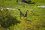 aerial;aerial-image;aerial-images;aerial-photo;aerial-photograph;aerial-photographs;aerial-photography;aerial-photos;aerial-view;aerial-views;aerials;Africa;Angolan-giraffe;animal;animals;Botswana;delta;deltas;Endorheic-basin;Giraffa-camelopardalis;Giraffa-camelopardalis-angolensis;giraffe;giraffes;inland-delta;internal-drainage-systems;mammal;mammals;Okavango;Okavango-Delta;Okavango-Swamp;river-delta;Seven-Natural-Wonders-of-Africa;Southern-Africa;wildlife