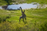 aerial;aerial-image;aerial-images;aerial-photo;aerial-photograph;aerial-photographs;aerial-photography;aerial-photos;aerial-view;aerial-views;aerials;Africa;Angolan-giraffe;animal;animals;Botswana;delta;deltas;Endorheic-basin;flood-plain;flood-plains;flood_plain;flood_plains;floodplain;floodplains;Giraffa-camelopardalis;Giraffa-camelopardalis-angolensis;giraffe;giraffes;inland-delta;internal-drainage-systems;mammal;mammals;Okavango;Okavango-Delta;Okavango-Swamp;plain;plains;river-delta;Seven-Natural-Wonders-of-Africa;Southern-Africa;swamp;swampland;swamps;wildlife