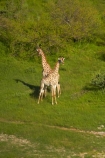 aerial;aerial-image;aerial-images;aerial-photo;aerial-photograph;aerial-photographs;aerial-photography;aerial-photos;aerial-view;aerial-views;aerials;Africa;Angolan-giraffe;animal;animals;Botswana;delta;deltas;Endorheic-basin;Giraffa-camelopardalis;Giraffa-camelopardalis-angolensis;giraffe;giraffes;inland-delta;internal-drainage-systems;mammal;mammals;Okavango;Okavango-Delta;Okavango-Swamp;river-delta;Seven-Natural-Wonders-of-Africa;Southern-Africa;wildlife