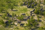 aerial;aerial-image;aerial-images;aerial-photo;aerial-photograph;aerial-photographs;aerial-photography;aerial-photos;aerial-view;aerial-views;aerials;Africa;African-bush-elephant;African-bush-elephants;African-elephant;African-elephants;animal;animals;Botswana;delta;deltas;elephant;elephant-herd;elephants;Endorheic-basin;herd;herd-of-elephant;herds;inland-delta;internal-drainage-systems;Loxodonta-africana;mammal;mammals;Okavango;Okavango-Delta;Okavango-Swamp;pachyderm;pachyderms;river-delta;Seven-Natural-Wonders-of-Africa;Southern-Africa;wildlife