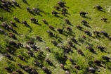 aerial;aerial-image;aerial-images;aerial-photo;aerial-photograph;aerial-photographs;aerial-photography;aerial-photos;aerial-view;aerial-views;aerials;Africa;African-buffalo;African-buffaloes;animal;animals;Botswana;buffalo;buffalo-herd;buffalo-herds;buffaloes;cape-buffalo;cape-buffaloes;crowd;crowds;delta;deltas;Endorheic-basin;flood-plain;flood-plains;flood_plain;flood_plains;floodplain;floodplains;herd;herds;inland-delta;internal-drainage-systems;mammal;mammals;many;Okavango;Okavango-Delta;Okavango-Swamp;plain;plains;river-delta;Seven-Natural-Wonders-of-Africa;Southern-Africa;stampede;stampedes;Syncerus-caffer;Syncerus-caffer-caffer;wildlife