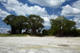 4wd;4wds;4wds;4x4;4x4s;4x4s;Adansonia;Adansonia-digitata;Africa;alkalii-flat;Baines-Baobabs;Baines-Baobabs;Baines-Baobabs;baobab;baobab-tree;baobab-trees;baobabs;barren;barreness;basin;Botswana;Bushlore;Bushlore-4x4;Bushlore-4x4-camper;camper;campers;clay-pan;clay-pans;depression;desert;deserts;desolate;double-cab-hilux;dry;dry-lake;dry-lake-bed;dry-lake-beds;dry-lakes;empty;endorheric;endorheric-basin;endorheric-basins;endorheric-lake;extreme;flat;four-by-four;four-by-fours;four-wheel-drive;four-wheel-drives;geographic;geography;glare;glary;Hilux;hilux-camper;Hiluxes;Kudiakam-Pan;lake;lake-bed;lake-beds;lakes;Makgadikgadi-Pan;Makgadikgadi-Pans;national-park;national-parks;Nxai-Pan-N.P.;Nxai-Pan-National-Park;Nxai-Pan-NP;pan;pans;playa;playas;remote;remoteness;roof-tent;roof-tents;sabkha;saline;salt;salt-crust;salt-lake;salt-lakes;salt-pan;salt-pans;salt_pan;salt_pans;saltpan;saltpans;salty;Southern-Africa;sports-utility-vehicle;sports-utility-vehicles;suv;suvs;Toyota;toyota-camper;Toyota-Hilux;Toyota-Hiluxes;Toyotas;tree;trees;twin-cab-hilux;vast;vehicle;vehicles;vlei;white;white-surface;wilderness