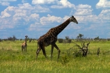 Africa;African-plain;African-plains;Angolan-giraffe;animal;animals;Botswana;game-drive;game-viewing;Giraffa-camelopardalis;Giraffa-camelopardalis-angolensis;giraffe;giraffes;mammal;mammals;Namibia;national-park;national-parks;natural;nature;Nxai-Pan-N.P.;Nxai-Pan-National-Park;Nxai-Pan-NP;plain;plains;reserve;reserves;Southern-Africa;tall;wild;wilderness;wildlife
