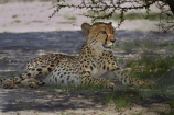 Acinonyx-jubatus;Africa;animal;animals;Botswana;carnivore;carnivores;cat;cats;Cheetah;Cheetahs;feline;game-drive;game-viewing;hunter;hunters;mammal;mammals;Namibia;national-park;national-parks;natural;nature;Nxai-Pan-N.P.;Nxai-Pan-National-Park;Nxai-Pan-NP;predator;predators;reserve;reserves;Southern-Africa;wild;wilderness;wildlife