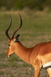 Aepyceros-melampus;Aepyceros-melampus-melampus;Africa;animal;animals;antelope;antelopes;Botswana;Common-impala;game-drive;game-viewing;impala;impalas;male;male-impala;males;mammal;mammals;Namibia;national-park;national-parks;natural;nature;Nxai-Pan-N.P.;Nxai-Pan-National-Park;Nxai-Pan-NP;reserve;reserves;Southern-Africa;wild;wilderness;wildlife