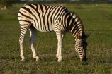 Africa;animal;animals;Botswana;Burchells-zebra;Equus-burchellii;Equus-quagga;Equus-quagga-burchellii;game-drive;game-viewing;mammal;mammals;Namibia;national-park;national-parks;natural;nature;Nxai-Pan-N.P.;Nxai-Pan-National-Park;Nxai-Pan-NP;reserve;reserves;Southern-Africa;wild;wilderness;wildlife;zebra;zebras
