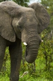Africa;African-bush-elephant;African-bush-elephants;African-elephant;African-elephants;animal;animals;Botswana;elephant;elephants;Loxodonta-africana;mammal;mammals;Nata-_-Kasane-Road;pachyderm;pachyderms;Southern-Africa;wildlife
