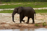 Africa;African-bush-elephant;African-bush-elephants;African-elephant;African-elephants;animal;animals;Botswana;elephant;elephants;Loxodonta-africana;mammal;mammals;Nata-_-Kasane-Road;pachyderm;pachyderms;Southern-Africa;wildlife