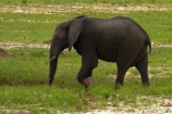 Africa;African-bush-elephant;African-bush-elephants;African-elephant;African-elephants;animal;animals;Botswana;elephant;elephants;Loxodonta-africana;mammal;mammals;Nata-_-Kasane-Road;pachyderm;pachyderms;Southern-Africa;wildlife