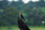 Africa;animal;animals;avian;bird;bird-spotting;bird-watching;bird_watching;birds;Botswana;Chobe-N.P.;Chobe-National-Park;Chobe-NP;Chobe-River;Chobe-River-boat-trip;Chobe-River-boat-trips;Chobe-River-cruise;Chobe-River-cruises;cormorant;Cormorants;eco-tourism;eco_tourism;ecotourism;Fauna;juvenile-cormorant;juvenile-cormorants;Kasane;national-park;national-parks;Natural;Nature;Ornithology;Southern-Africa;wild;wildlife