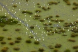 aerial;aerial-image;aerial-images;aerial-photo;aerial-photograph;aerial-photographs;aerial-photography;aerial-photos;aerial-view;aerial-views;aerials;Africa;African;bird;birds;Botswana;egret;egrets;flock;flocks;heron;herons;Okavango;Okavango-Delta;Okavango-Swamp;safari;safaris;Southern-Africa;white