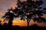 Africa;African;Botswana;Chobe-N.P.;Chobe-National-Park;Chobe-NP;Chobe-River;dusk;evening;Ihaha;Ihaha-camp;Ihaha-Campsite;national-park;national-parks;natural;nature;night;night_time;nightfall;reserve;reserves;Southern-Africa;sunset;sunsets;tree;trees;twilight;wild;wilderness;wildlife;wildlife-park;wildlife-parks;wildlife-reserve;wildlife-reserves