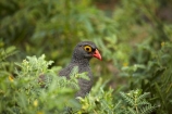 Africa;African;Animal;animals;avian;bird;bird-spotting;bird-watching;bird_watching;birds;Botswana;Chobe-N.P.;Chobe-National-Park;Chobe-NP;eco-tourism;eco_tourism;ecotourism;Fauna;francolin;francolins;ground-bird;ground-birds;national-park;national-parks;Natural;Nature;Ornithology;Pternistis-adspersus;red-billed-francolin;red-billed-francolins;Red-billed-Spurfowl;Red-billed-Spurfowls;red_billed-francolin;red_billed-francolins;Red_billed-Spurfowl;Red_billed-Spurfowls;redbilled-francolin;redbilled-francolins;Redbilled-Spurfowl;Redbilled-Spurfowls;reserve;reserves;safari;safaris;Southern-Africa;Spurfowl;Spurfowls;wild;wilderness;wildlife;wildlife-park;wildlife-parks;wildlife-reserve;wildlife-reserves