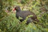 Africa;African;Animal;animals;avian;bird;bird-spotting;bird-watching;bird_watching;birds;Botswana;Chobe-N.P.;Chobe-National-Park;Chobe-NP;eco-tourism;eco_tourism;ecotourism;Fauna;francolin;francolins;ground-bird;ground-birds;national-park;national-parks;Natural;Nature;Ornithology;Pternistis-adspersus;red-billed-francolin;red-billed-francolins;Red-billed-Spurfowl;Red-billed-Spurfowls;red_billed-francolin;red_billed-francolins;Red_billed-Spurfowl;Red_billed-Spurfowls;redbilled-francolin;redbilled-francolins;Redbilled-Spurfowl;Redbilled-Spurfowls;reserve;reserves;safari;safaris;Southern-Africa;Spurfowl;Spurfowls;wild;wilderness;wildlife;wildlife-park;wildlife-parks;wildlife-reserve;wildlife-reserves
