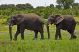Africa;African-elephant;African-elephants;animal;animals;Botswana;Chobe-N.P.;Chobe-National-Park;Chobe-NP;Chobe-River;Chobe-River-Front;Chobe-River-Front-Region;Chobe-River-Region;Chobe-waterfront;elephant;elephants;Kasane;Loxodonta-africana;mammal;mammals;national-park;national-parks;natural;nature;pachyderm;pachyderms;reserve;reserves;safari;safaris;Southern-Africa;wild;wilderness;wildlife;wildlife-park;wildlife-parks;wildlife-reserve;wildlife-reserves