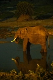 Africa;African-elephant;African-elephants;animal;animals;Botswana;drink;drinking;elephant;Elephants;evening;floodlighting;floodlit;Kasane;Loxodonta-africana;mammal;mammals;national-park;national-parks;natural;nature;night;night-time;pachyderm;pachyderms;reserve;reserves;safari;safaris;Senyati;Senyati-Safari-Camp;Southern-Africa;water;waterhole;waterholes;wild;wilderness;wildlife;wildlife-park;wildlife-parks;wildlife-reserve;wildlife-reserves