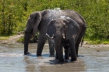 Africa;African-bush-elephant;African-bush-elephants;African-elephant;African-elephants;animal;animals;Botswana;elephant;elephants;Loxodonta-africana;mammal;mammals;Nata-_-Kasane-Road;pachyderm;pachyderms;safari;safaris;Southern-Africa;waterhole;waterholes;wildlife