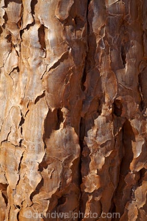 Africa;aloe;Aloe-dichotoma;aloes;bark;botany;desert-plant;desert-plants;Gondwana-Canon-park;Kokerboom-Tree;Kokerboom-Trees;Namibia;nature;plant;plants;Quiver-Tree;Quiver-Trees;quivers;Southern-Africa;Southern-Namiba;southern-Namibia;trees;trunk;trunks;vegetation