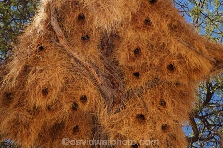Acacia-tree;Acacia-trees;africa;african;big-large;bird-nest;bird-nests;birds-nest;birds-nests;colonies;colony;communities;community;flock;giant-nest;Gondwana-Canon-park;group;home;huge;huge-nest;nambia;Namibia;namibian;nest;nests;sociable;Sociable-Weavers-Nest;social;Southern-Africa;Southern-Namiba;tree;trees;weaver;weavers