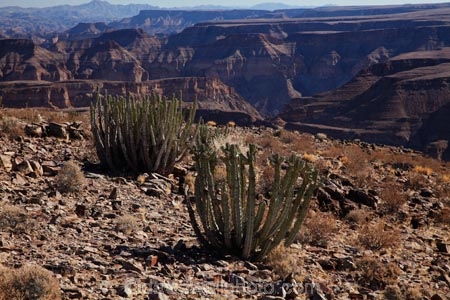 Africa;african;Ai_Ais-Richtersveld-Transfrontier-Park;Cactaceae;cacti;cactis;cactus;cactuses;canyon;canyons;chasm;chasms;cut;deep;desert;desert-plant;desert-plants;deserts;dry;erosion;fish-river;Fish-River-Canyon;fish-river-canyon-national-park;formation;formations;geological-feature;geological-features;gorge;gorges;Namib-Desert;Namibia;Namibian;ravine;ravines;river;rivers;Southern-Africa;Southern-Namiba;Sulphur-Springs-Viewpoint;valley;valleys;void;voids