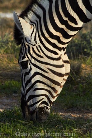 Africa;animal;animals;Burchells-zebra;Equus-quagga;Equus-quagga-burchellii;Etosha-N.P.;Etosha-National-Park;Etosha-NP;game-park;game-parks;game-reserve;game-reserves;mammal;mammals;Namibia;national-park;national-parks;Plains-zebra;Southern-Africa;Steppenzebra;wildlife;wildlife-park;wildlife-parks;wildlife-reserve;wildlife-reserves;Zebra;zerbras