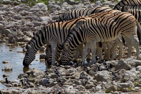 Africa;animal;animals;Burchells-zebra;Equus-quagga;Equus-quagga-burchellii;Etosha-N.P.;Etosha-National-Park;Etosha-NP;game-park;game-parks;game-reserve;game-reserves;mammal;mammals;Namibia;national-park;national-parks;Okaukuejo-waterhole;Plains-zebra;Southern-Africa;Steppenzebra;waterhole;waterholes;wildlife;wildlife-park;wildlife-parks;wildlife-reserve;wildlife-reserves;Zebra;zerbras