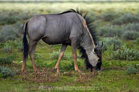 Africa;animal;animals;antelope;antelopes;blue-wildebeest;blue-wildebeests;common-wildebeest;common-wildebeests;Connochaetes-taurinus;Etosha-N.P.;Etosha-National-Park;Etosha-NP;game-park;game-parks;game-reserve;game-reserves;gnu;gnus;mammal;mammals;Namibia;national-park;national-parks;Southern-Africa;white_bearded-gnu;white_bearded-gnus;white_bearded-wildebeest;white_bearded-wildebeests;wildebeest;wildebeesties;wildebeests;wildlife;wildlife-park;wildlife-parks;wildlife-reserve;wildlife-reserves