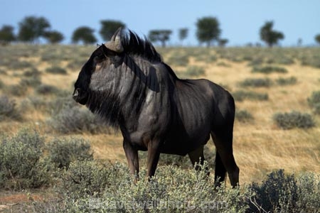Africa;animal;animals;antelope;antelopes;blue-wildebeest;blue-wildebeests;common-wildebeest;common-wildebeests;Connochaetes-taurinus;Etosha-N.P.;Etosha-National-Park;Etosha-NP;game-park;game-parks;game-reserve;game-reserves;gnu;gnus;mammal;mammals;Namibia;national-park;national-parks;Southern-Africa;white_bearded-gnu;white_bearded-gnus;white_bearded-wildebeest;white_bearded-wildebeests;wildebeest;wildebeesties;wildebeests;wildlife;wildlife-park;wildlife-parks;wildlife-reserve;wildlife-reserves