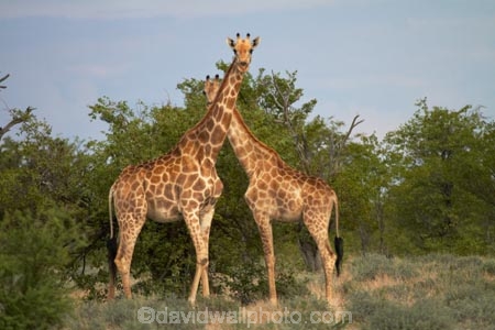 Africa;Angolan-giraffe;animal;animals;Etosha-N.P.;Etosha-National-Park;Etosha-NP;game-park;game-parks;game-reserve;game-reserves;Giraffa-camelopardalis;Giraffa-camelopardalis-angolensis;giraffe;giraffes;mammal;mammals;Namibia;national-park;national-parks;Southern-Africa;wildlife;wildlife-park;wildlife-parks;wildlife-reserve;wildlife-reserves