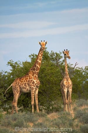 Africa;Angolan-giraffe;animal;animals;Etosha-N.P.;Etosha-National-Park;Etosha-NP;game-park;game-parks;game-reserve;game-reserves;Giraffa-camelopardalis;Giraffa-camelopardalis-angolensis;giraffe;giraffes;mammal;mammals;Namibia;national-park;national-parks;Southern-Africa;wildlife;wildlife-park;wildlife-parks;wildlife-reserve;wildlife-reserves