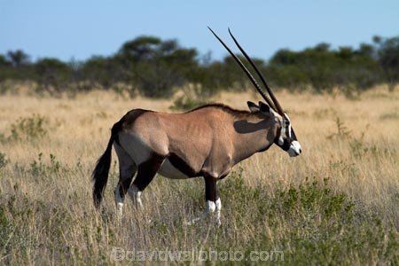 Africa;african;animal;animals;Antelope;Antelopes;desert;deserts;Etosha-N.P.;Etosha-National-Park;Etosha-NP;expanse;game-park;game-parks;game-reserve;game-reserves;Gemsbok;gemsboks;Mammal;Mammals;Namibia;national-park;national-parks;Nature;Oryx;Oryx-gazella;oryxes;oryxs;Southern-Africa;Wild;wilderness;wildlife;wildlife-park;wildlife-parks;wildlife-reserve;wildlife-reserves