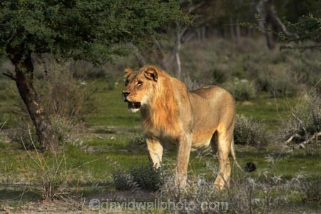 Africa;animal;animals;carnivore;carnivores;cat;cats;Etosha-N.P.;Etosha-National-Park;Etosha-NP;feline;game-park;game-parks;game-reserve;game-reserves;hunter;hunters;lion;lions;mammal;mammals;Namibia;national-park;national-parks;Panthera-leo;predator;predators;Southern-Africa;wildlife;wildlife-park;wildlife-parks;wildlife-reserve;wildlife-reserves