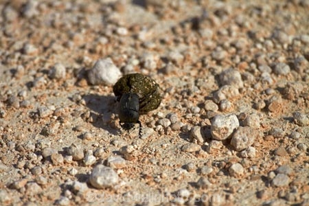 Africa;animal;animals;beetle;beetles;Dung-beetle;Dung-beetles;Etosha-N.P.;Etosha-National-Park;Etosha-NP;game-park;game-parks;game-reserve;game-reserves;insect;insects;invertebrate;invertebrates;mammal;mammals;Namibia;national-park;national-parks;Scarabaeoidea;Southern-Africa;wildlife;wildlife-park;wildlife-parks;wildlife-reserve;wildlife-reserves