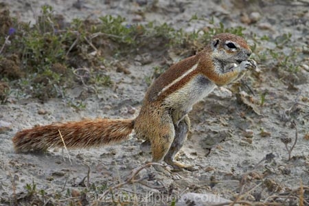 Africa;animal;animals;antelope;antelopes;Cape-ground-squirrel;Cape-ground-squirrels;Etosha-N.P.;Etosha-National-Park;Etosha-NP;game-park;game-parks;game-reserve;game-reserves;game-viewing;ground-squirrel;ground-squirrels;mammal;mammals;Namibia;national-park;national-parks;Southern-Africa;squirrel;squirrels;wildlife;wildlife-park;wildlife-parks;wildlife-reserve;wildlife-reserves;Xerus-inauris