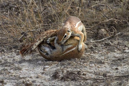 Africa;animal;animals;antelope;antelopes;Cape-ground-squirrel;Cape-ground-squirrels;Etosha-N.P.;Etosha-National-Park;Etosha-NP;fight;fighting;game-park;game-parks;game-reserve;game-reserves;game-viewing;ground-squirrel;ground-squirrels;mammal;mammals;Namibia;national-park;national-parks;Southern-Africa;squirrel;squirrels;wildlife;wildlife-park;wildlife-parks;wildlife-reserve;wildlife-reserves;Xerus-inauris