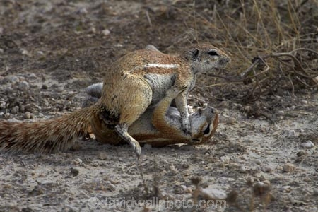 Africa;animal;animals;antelope;antelopes;Cape-ground-squirrel;Cape-ground-squirrels;Etosha-N.P.;Etosha-National-Park;Etosha-NP;fight;fighting;game-park;game-parks;game-reserve;game-reserves;game-viewing;ground-squirrel;ground-squirrels;mammal;mammals;Namibia;national-park;national-parks;Southern-Africa;squirrel;squirrels;wildlife;wildlife-park;wildlife-parks;wildlife-reserve;wildlife-reserves;Xerus-inauris