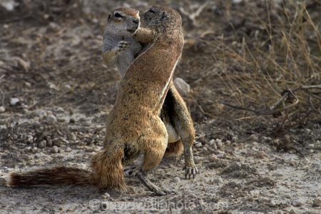 Africa;animal;animals;antelope;antelopes;Cape-ground-squirrel;Cape-ground-squirrels;Etosha-N.P.;Etosha-National-Park;Etosha-NP;fight;fighting;game-park;game-parks;game-reserve;game-reserves;game-viewing;ground-squirrel;ground-squirrels;mammal;mammals;Namibia;national-park;national-parks;Southern-Africa;squirrel;squirrels;wildlife;wildlife-park;wildlife-parks;wildlife-reserve;wildlife-reserves;Xerus-inauris