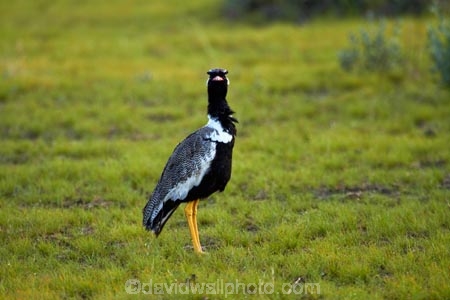 Africa;Afrotis-afraoides;Animal;animals;avian;bird;bird-spotting;bird-watching;bird_watching;birds;Black-Korhaan;Black-Korhaans;eco-tourism;eco_tourism;ecotourism;Etosha-N.P.;Etosha-National-Park;Etosha-NP;Fauna;game-drive;game-park;game-parks;game-reserve;game-reserves;game-viewing;Korhaan;Korhaans;Namibia;national-park;national-parks;natural;nature;Northern-Black-Korhaan;Northern-Black-Korhaans;Ornithology;reserve;reserves;Southern-Africa;White_quilled-Bustard;White_quilled-Bustards;wild;wilderness;wildlife;wildlife-park;wildlife-parks;wildlife-reserve;wildlife-reserves