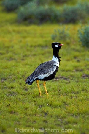 Africa;Afrotis-afraoides;Animal;animals;avian;bird;bird-spotting;bird-watching;bird_watching;birds;Black-Korhaan;Black-Korhaans;eco-tourism;eco_tourism;ecotourism;Etosha-N.P.;Etosha-National-Park;Etosha-NP;Fauna;game-drive;game-park;game-parks;game-reserve;game-reserves;game-viewing;Korhaan;Korhaans;Namibia;national-park;national-parks;natural;nature;Northern-Black-Korhaan;Northern-Black-Korhaans;Ornithology;reserve;reserves;Southern-Africa;White_quilled-Bustard;White_quilled-Bustards;wild;wilderness;wildlife;wildlife-park;wildlife-parks;wildlife-reserve;wildlife-reserves