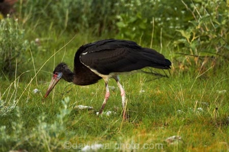 Abdims-Stork;Abdims-Storks;Abdims-Stork;Africa;Animal;animals;avian;bird;bird-spotting;bird-watching;bird_watching;birds;Ciconia-abdimii;eco-tourism;eco_tourism;ecotourism;Etosha-N.P.;Etosha-National-Park;Etosha-NP;Fauna;game-drive;game-park;game-parks;game-reserve;game-reserves;game-viewing;Namibia;national-park;national-parks;natural;nature;Ornithology;reserve;reserves;Southern-Africa;Stork;Storks;White_bellied-Stork;White_bellied-Storks;wild;wilderness;wildlife;wildlife-park;wildlife-parks;wildlife-reserve;wildlife-reserves