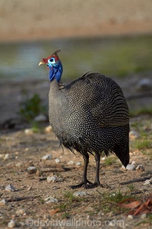 Africa;Animal;animals;avian;bird;bird-spotting;bird-watching;bird_watching;birds;eco-tourism;eco_tourism;ecotourism;Etosha-N.P.;Etosha-National-Park;Etosha-NP;Fauna;game-drive;game-park;game-parks;game-reserve;game-reserves;game-viewing;Guineafowl;Guineafowls;guineahen;guineahens;Helmeted-Guineafowl;Helmeted-Guineafowls;Namibia;national-park;national-parks;natural;nature;Numida-meleagris;Ornithology;reserve;reserves;Southern-Africa;wild;wilderness;wildlife;wildlife-park;wildlife-parks;wildlife-reserve;wildlife-reserves