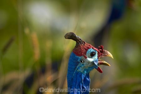 Africa;Animal;animals;avian;bird;bird-spotting;bird-watching;bird_watching;birds;eco-tourism;eco_tourism;ecotourism;Etosha-N.P.;Etosha-National-Park;Etosha-NP;Fauna;game-drive;game-park;game-parks;game-reserve;game-reserves;game-viewing;Guineafowl;Guineafowls;guineahen;guineahens;Helmeted-Guineafowl;Helmeted-Guineafowls;Namibia;national-park;national-parks;natural;nature;Numida-meleagris;Ornithology;reserve;reserves;Southern-Africa;wild;wilderness;wildlife;wildlife-park;wildlife-parks;wildlife-reserve;wildlife-reserves
