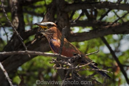 Africa;Animal;animals;avian;bird;bird-spotting;bird-watching;bird_watching;birds;Coracias-naevius;eco-tourism;eco_tourism;ecotourism;Etosha-N.P.;Etosha-National-Park;Etosha-NP;Fauna;game-drive;game-park;game-parks;game-reserve;game-reserves;game-viewing;Namibia;national-park;national-parks;natural;nature;Ornithology;Purple-Roller;Purple-Rollers;reserve;reserves;Roller;Rollers;Rufous_crowned-Roller;Southern-Africa;wild;wilderness;wildlife;wildlife-park;wildlife-parks;wildlife-reserve;wildlife-reserves